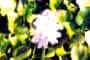 fleur de jacinthe d'eau